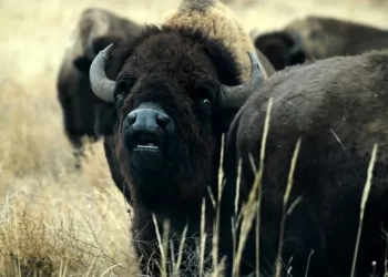 El bisonte salvaje en Colorado obtendría protecciones de gran juego bajo propuesta