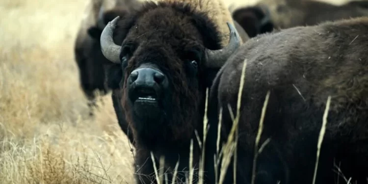 El bisonte salvaje en Colorado obtendría protecciones de gran juego bajo propuesta