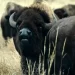 El bisonte salvaje en Colorado obtendría protecciones de gran juego bajo propuesta