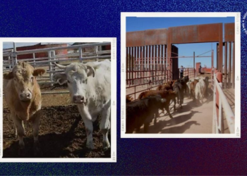 Reanudan al cien por ciento exportación de ganado sonorense