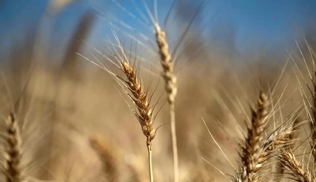 Anuncia Trump aranceles a productos agrícolas desde abril