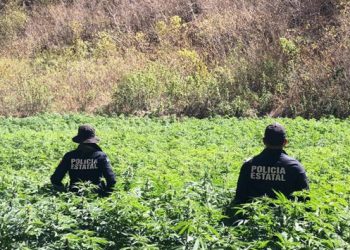 SSP del Gobierno de Sonora localizan y destruyen plantíos de marihuana en Álamos