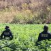 SSP del Gobierno de Sonora localizan y destruyen plantíos de marihuana en Álamos