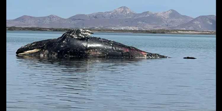 Van 40 ballenas grises muertas en México y contando…