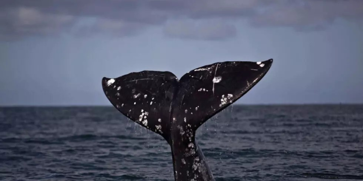 Megaproyecto de gas amenaza a ballenas del Golfo de California, advierten científicos