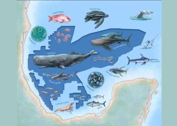 Oceana pide a Sheinbaum crear áreas reservadas ante explotación petrolera en Golfo de México
