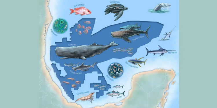 Oceana pide a Sheinbaum crear áreas reservadas ante explotación petrolera en Golfo de México