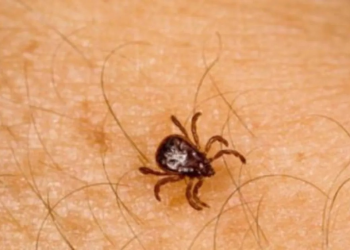 Sonora en alerta ante aumento de letalidad por rickettsiosis; Hermosillo, el municipio más afectado