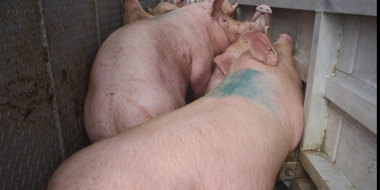 Busca industria porcícola revertir importaciones de carne de cerdo