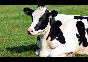 Trasiego ilegal de ganado deja pérdidas por 5,000 mdp: productores