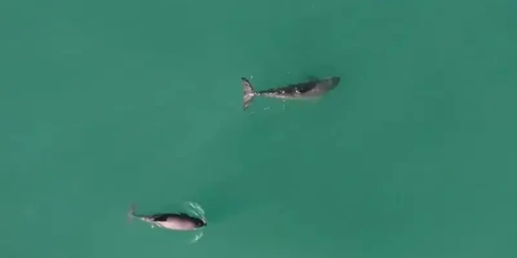 Monitoreo satelital de embarcaciones y ajustes en polígonos de pesca para proteger a vaquita marina