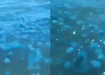 Captan a Miles de Aguamalas en las Aguas de Bahía de Kino