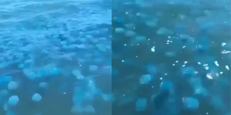 Captan a Miles de Aguamalas en las Aguas de Bahía de Kino