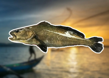 Totoaba: El pez que cuesta más de $8,000 dólares el kilo y transformó el noroeste de México