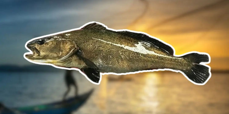 Totoaba: El pez que cuesta más de $8,000 dólares el kilo y transformó el noroeste de México