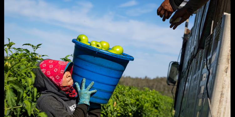 Los inmigrantes pagan el 19,2% de los impuestos en Estados Unidos, más de 650.000 millones de dólares