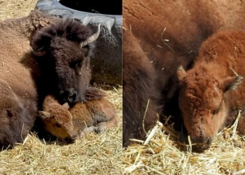 Nació cría de bisonte americano en zoológico de Chihuahua
