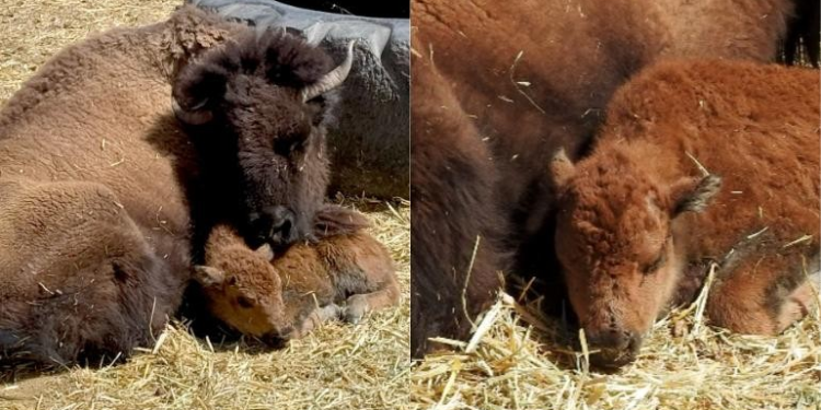 Nació cría de bisonte americano en zoológico de Chihuahua