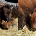 Nació cría de bisonte americano en zoológico de Chihuahua