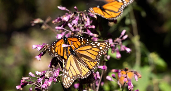 Se duplica presencia de la mariposa monarca en bosques mexicanos