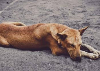 Investigan Envenenamiento de Diez Perros y Gatos en Hermosillo