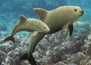 Vaquita marina, al borde de la extinción por pesca ilegal y descontrol