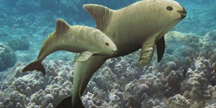 Vaquita marina, al borde de la extinción por pesca ilegal y descontrol