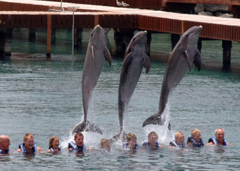 Procuraduría ambiental inspeccionará todos los delfinarios del país