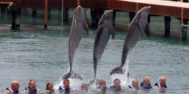 Procuraduría ambiental inspeccionará todos los delfinarios del país