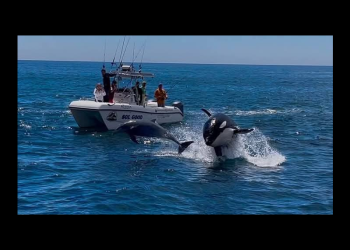 Graban avistamiento de ballena Orca junto a delfines en Guaymas