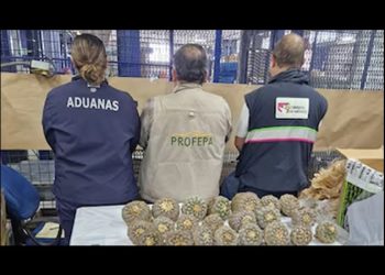 ¿Qué es el “Peyotillo”?, la biznaga mexicana que intentaron traficar a Tailandia