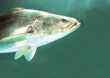 Criminales se disputan tráfico de especies marinas en el Alto Golfo de California