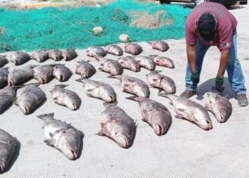 Totoaba, ¿la ‘cocaína’ del mar? Esto cuesta en el mercado negro asiático