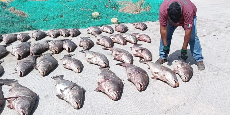 Totoaba, ¿la ‘cocaína’ del mar? Esto cuesta en el mercado negro asiático