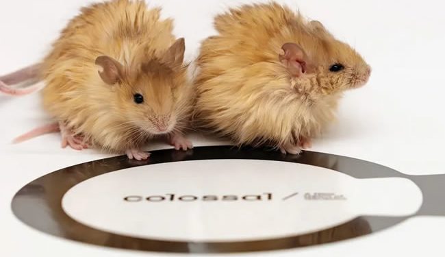 ¡La desextinción está más cerca! Crean un ratón con pelo de mamut