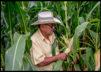 Presidenta Sheinbaum, recuperemos la soberanía para resguardarla: FNRCM