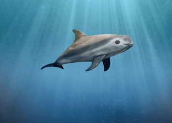 Los retos de la conservación en Baja California: entre la preservación y el cambio