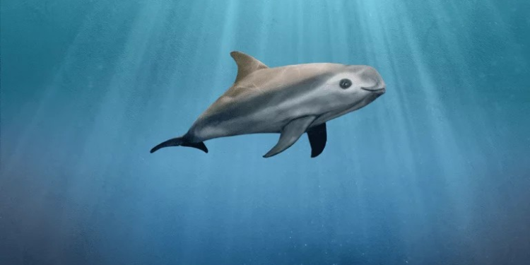 Los retos de la conservación en Baja California: entre la preservación y el cambio