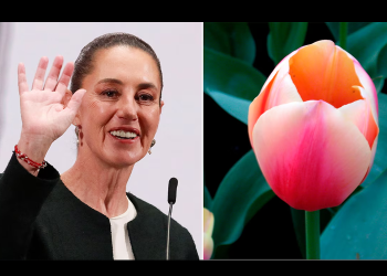 Países Bajos propuso nombrar un Tulipán con el nombre de la presidenta, pero Sheinbaum tuvo otra propuesta