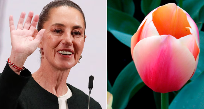 Países Bajos propuso nombrar un Tulipán con el nombre de la presidenta, pero Sheinbaum tuvo otra propuesta