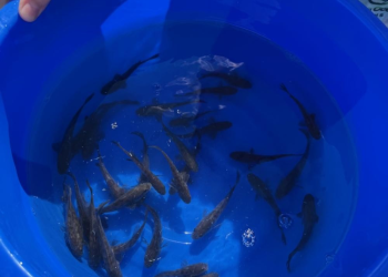 Acuacultura regenerativa: un modelo que busca transformar la pesca en México