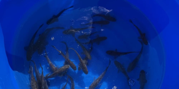 Acuacultura regenerativa: un modelo que busca transformar la pesca en México