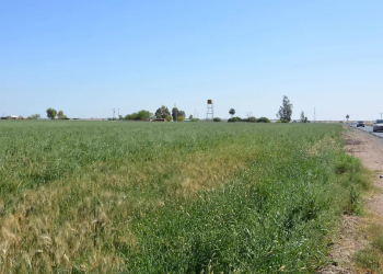 Siembra de trigo en el valle local se mantiene libre de plagas