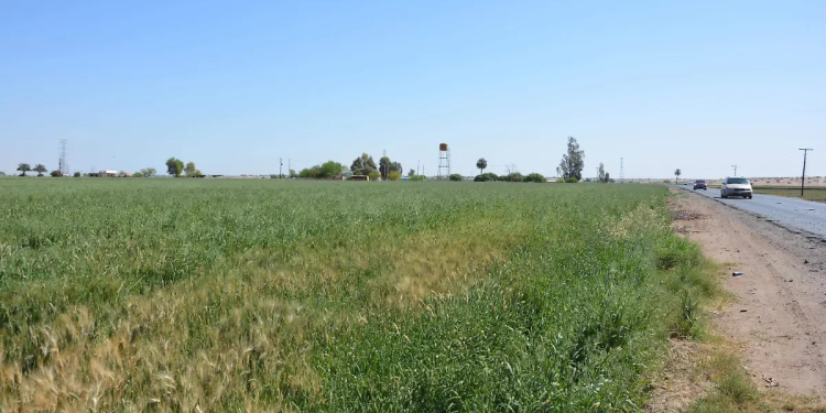 Siembra de trigo en el valle local se mantiene libre de plagas