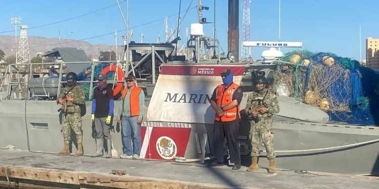 Semar retira 6 mil metros de redes en la Reserva del Alto Golfo de California; libera a dos tortugas