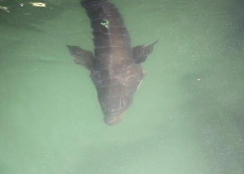 Nuevo laboratorio en Ciencias Marinas podría contribuir a olvidar riesgo de extinción de la totoaba