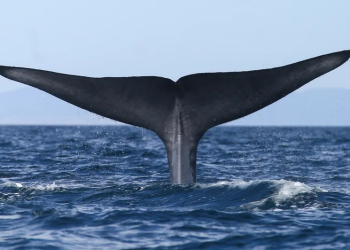 Piden a Unesco frenar proyecto de gas Saguaro por amenaza a ballenas en Golfo de California