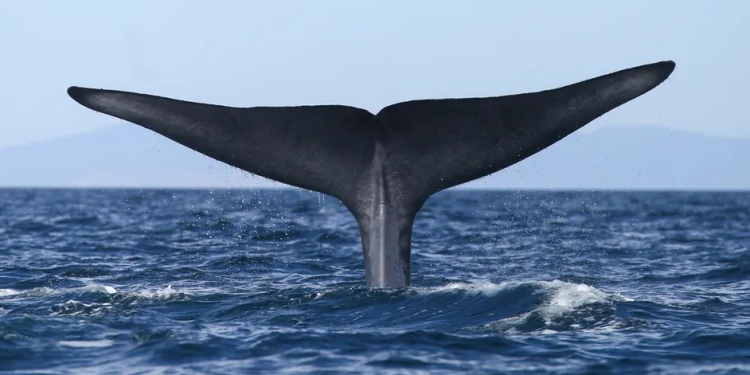 Piden a Unesco frenar proyecto de gas Saguaro por amenaza a ballenas en Golfo de California