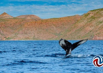 Grupos ambientalistas rechazan proyectos de gasoductos en el Golfo de California