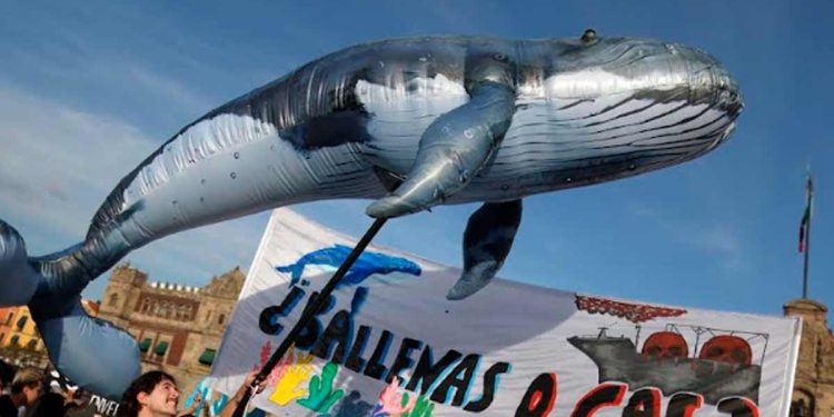 Proyecto Saguaro: el gasoducto que amenaza el Golfo de California